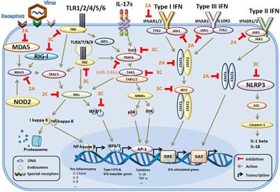 Immune Evasion of <mark class="highlighted">Enteroviruses</mark> Under Innate Immune Monitoring